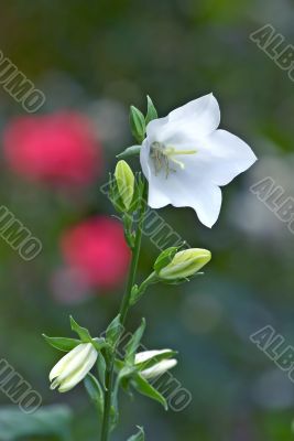 White Bell Flower