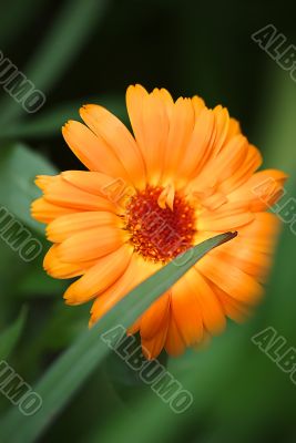 Orange Flower