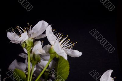 white flower