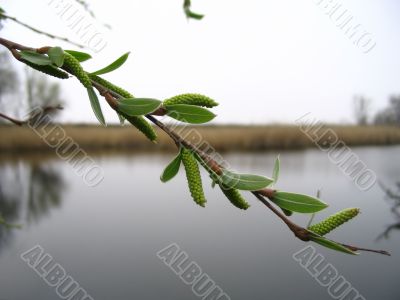 Branch under lake