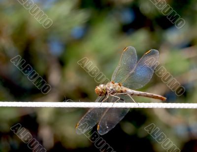 Dragonfly on cord