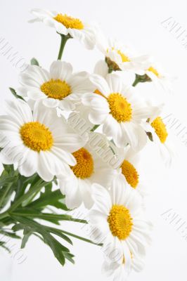 marigolds