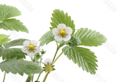 strawberry plant