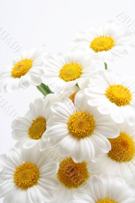 marigolds