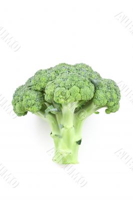 fresh broccoli