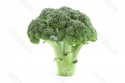 fresh broccoli