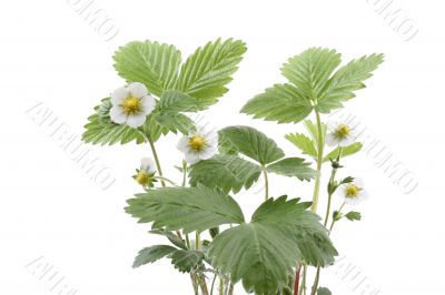 strawberry plant
