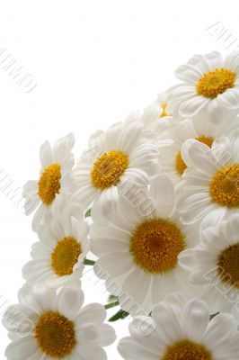 marigolds