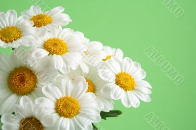 marigold