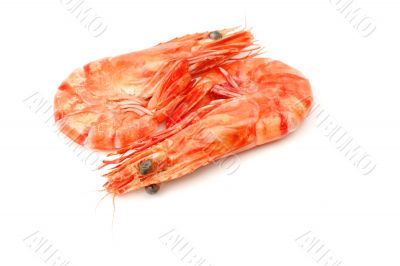 Shrimp pair