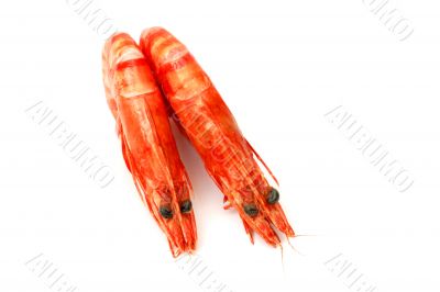 Shrimp pair 2