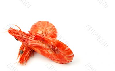Shrimps pair 3