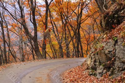 Autumn road