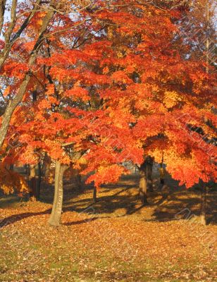 Autumn colors