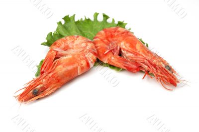 Shrimp pair