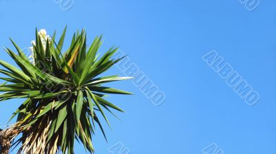 Blossoming palm tree