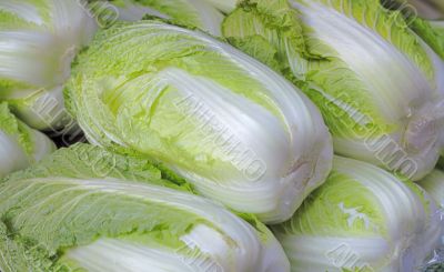 Chinese cabbages