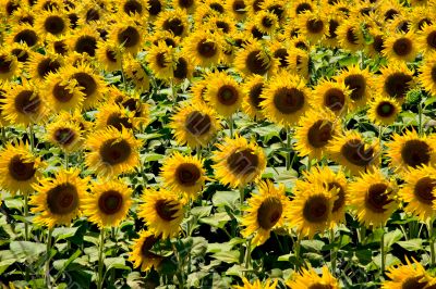 Sunflowers