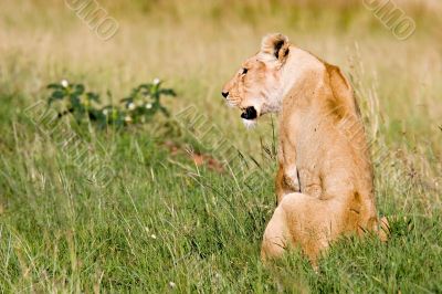 Lioness on Grassland