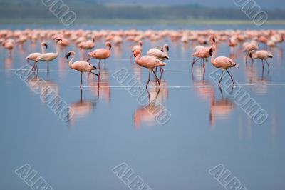 Flamingos