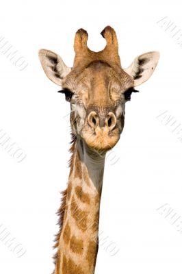 Massai Giraffe