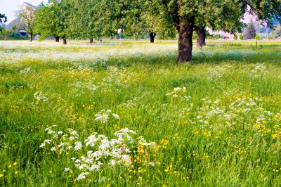 Flowered Field