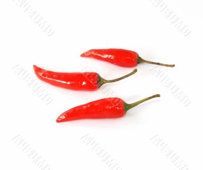Red hot chili
