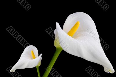 Two White Callas