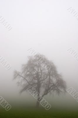 Tree in the Fog