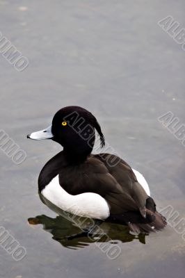 Tufted Duck