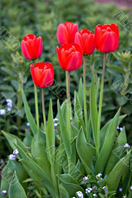 Red Tulips