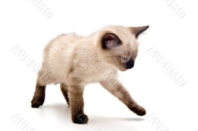 Annoyed Small Kitten