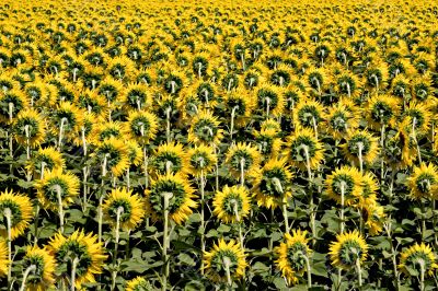Field of Sunflowers