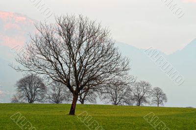 Trees on Grassland