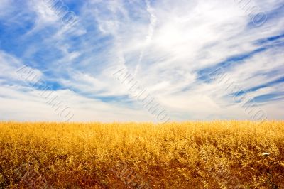Golden Field