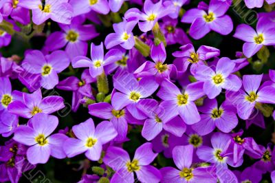 Violet Floral Background