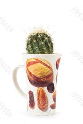 cuo white cactus