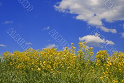 summer fields