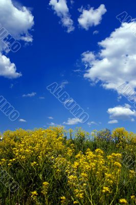 beautiful field and sky