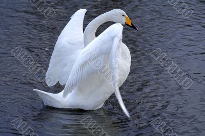 Swan ballet