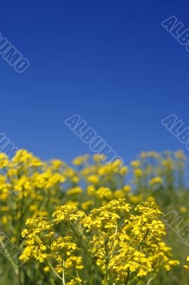 yellow flowers and blue sky