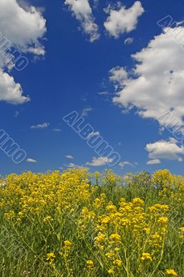 cloudscape and flowers