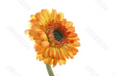 orange daisy