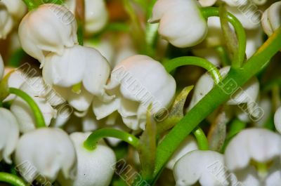 lily of the valley