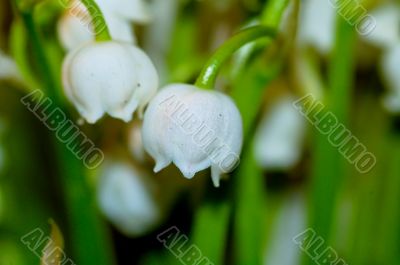 lily of the valley