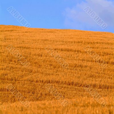 cornfield