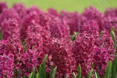 violet  hyacinth