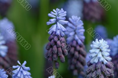 hyacinth