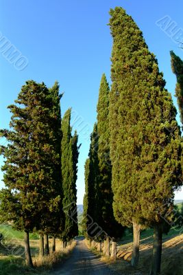cypress avenue