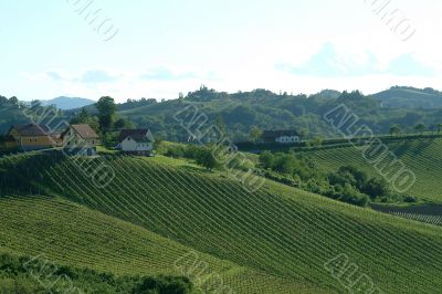 vineyard